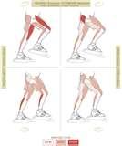 photos of Exercise Bikes Muscles Worked photos of Exercise Bikes Muscles Worked